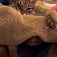 人の腕を噛む猫