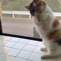 電気の紐を口に咥える猫