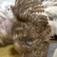 バランスを崩して猫の背中から落ちるフクロウ