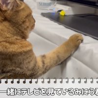 テレビを見ている猫