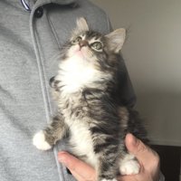 片手に乗っているメインクーンの子猫