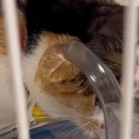 水がほっぺにあたる様子