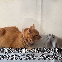 カラーをつけた猫