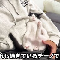 男性と寝ている猫