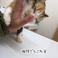 甘えている子猫