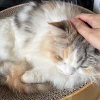 飼い主に撫でられる猫