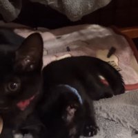 毛布の上に座る2頭の子猫