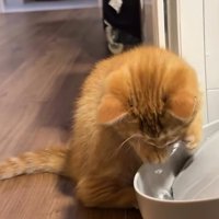 水を見つめる猫