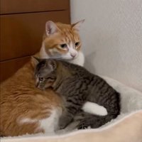 どこかへ行こうとする子猫