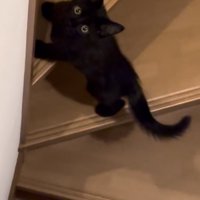 飼い主さんを上目遣いで見る子猫