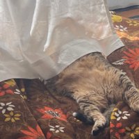 日向ぼっこする猫