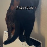 空気清浄機に乗せる足のアップ（尻尾が左へ）