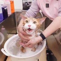 鳴くトトちゃん