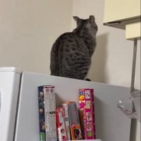 壁を見る猫