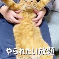 前足を広げて、男性に脇をくすぐられる猫