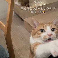 ママをベッドに誘う茶白猫と後ろの階段に座る茶白猫