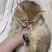 おなかをなでられる猫