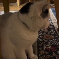 猫を見つめるパパさん
