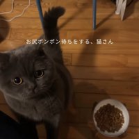 後ろ足で立ち上がってカメラを見つめる猫「お尻ポンポン待ちをする、猫さん」
