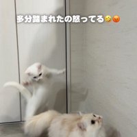 猫に飛びかかる子猫