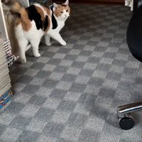 棚に体をこすりつけつつ振り向く猫