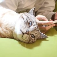 衝撃顔の猫のアップと人の手