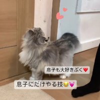 猫と男の子の手