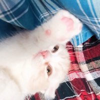 前足を伸ばす猫