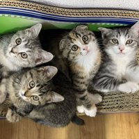 猫たちが爪とぎに仲良く乗る様子