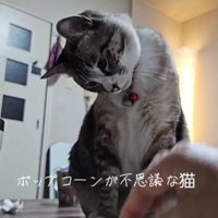 首を傾げるねこ