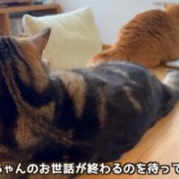 パソコンのそばにいる猫