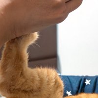 撫でようとする手