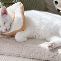 パンをつけて寝ている猫