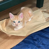 紙袋に乗る子猫