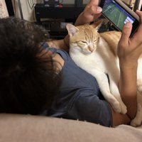 飼い主の体と腕の間に入る猫