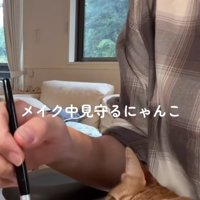 メイクする飼い主のメイクブラシを凝視する茶トラ猫
