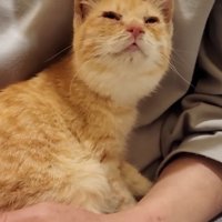 人のひざに乗って見上げる子猫