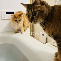飼い主さんのお風呂を見守るキジトラ猫と茶猫