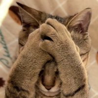 手で顔を覆うキジトラ猫のアップ7