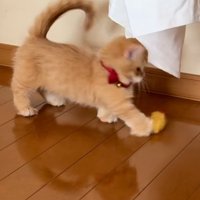 エビフライで遊ぶ猫