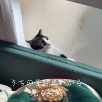 隙間から出ようとする猫さん