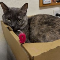 室内にいる猫