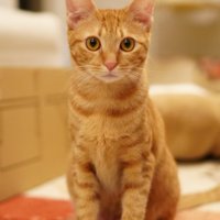 正面を向いて座っている茶トラ猫