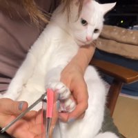 爪切りを拒否する猫