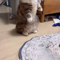 おもちゃを見る猫