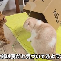 罠だと気づいてるような？
