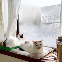 出窓でくつろぐ猫たち