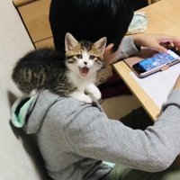 男の子の肩に乗ってあくびする子猫