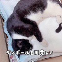 横たわっている白黒猫