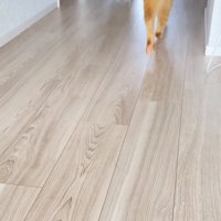 飼い主さんを追い掛ける茶トラ猫